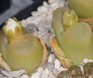 C155-16 conophytum maughanii ne of concordia 1