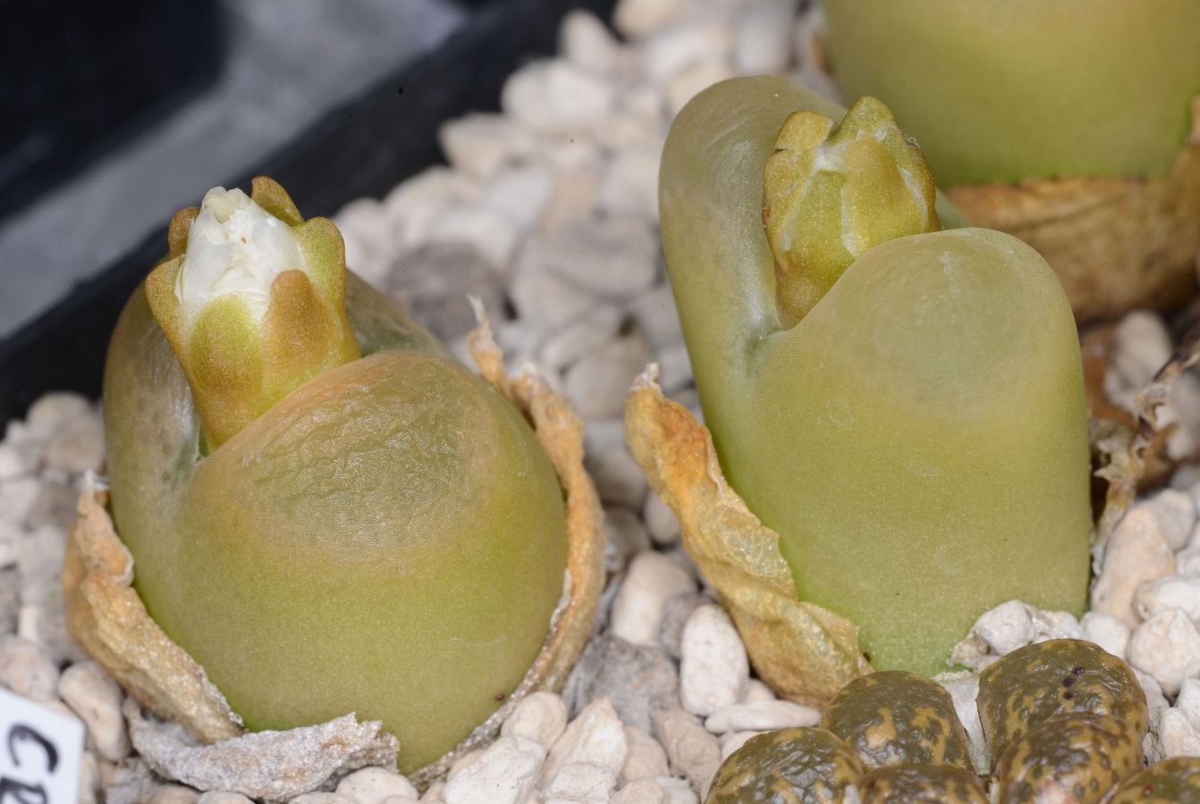 C155-16 conophytum maughanii ne of concordia 1