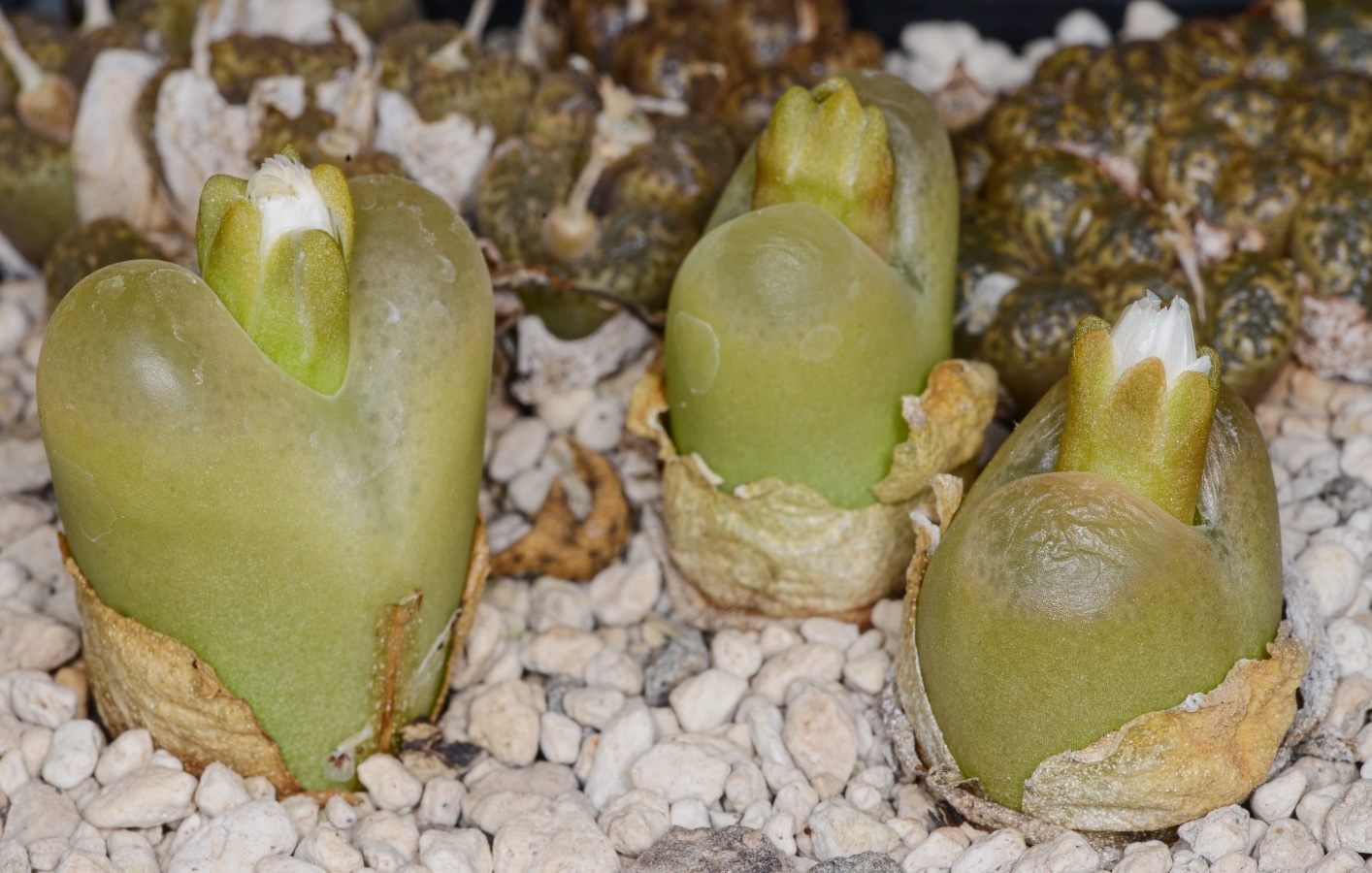 C155-16 conophytum maughanii ne of concordia 2