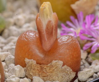 C155-2 conophytum maughanii yellowish fl n of pofadder 3