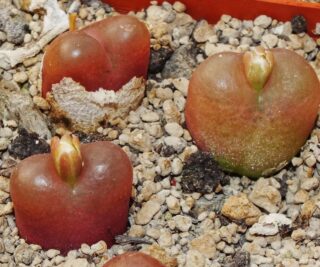 C155-3 conophytum maughanii n of pofadder 1