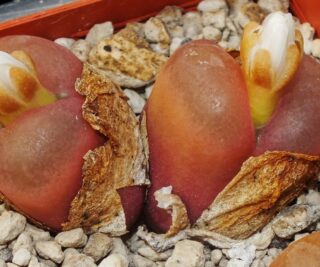 C155-4 conophytum maughanii 3 k e of pofadder mg1430 411 1