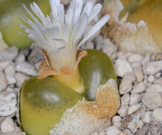 C156-1 conophytum maughanii evergreen w nw of nababeep 1