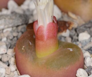 C158-2 conophytum maughanii ssp latum ne of klipbok 1