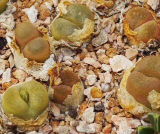 C158-3 conophytum maughanii ssp latum sw of roiberg 1