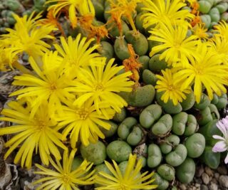 C160-14 conophytum meyeri klaagfontein nw komaggas 2