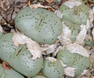 C179-1 conophytum minimum ceresianum touwsfontein mg1430 7475 2