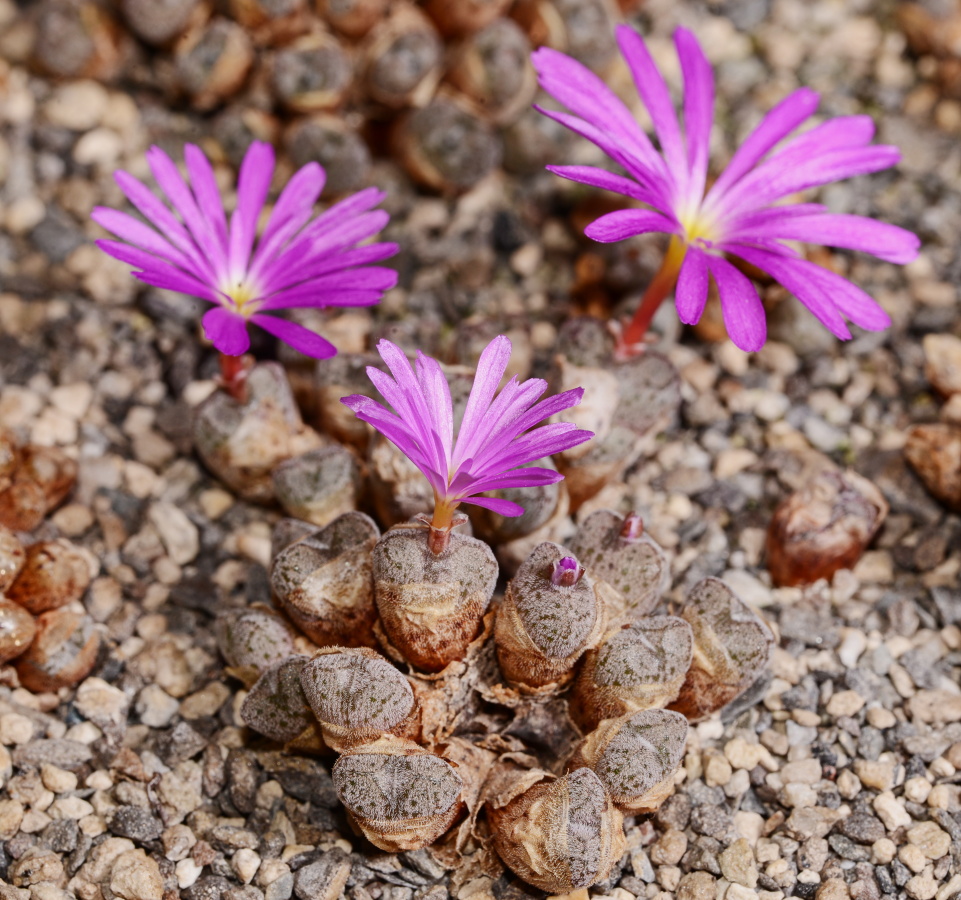 C183-1 conophytum minusculum n of eselbank hairy bluish gray heads with nice patterns 1