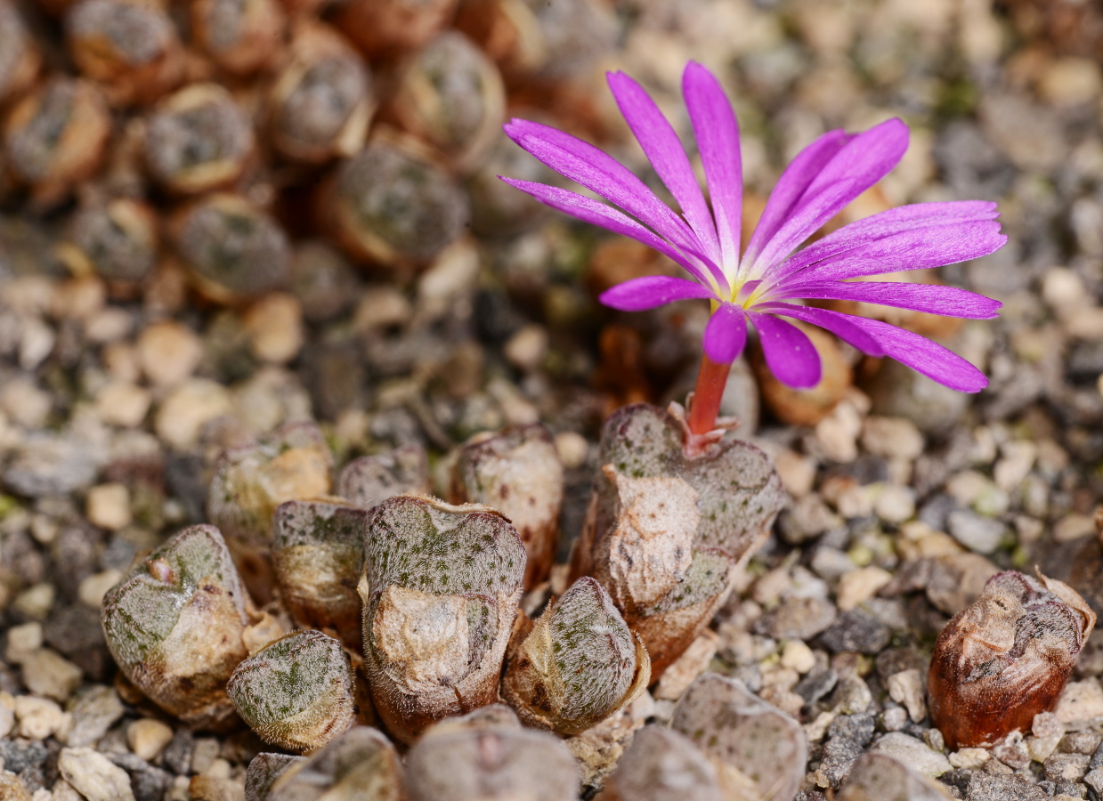 C183-1 conophytum minusculum n of eselbank hairy bluish gray heads with nice patterns 3