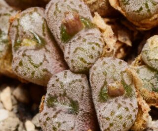 C183-1 conophytum minusculum n of eselbank hairy bluish gray heads with nice patterns 6