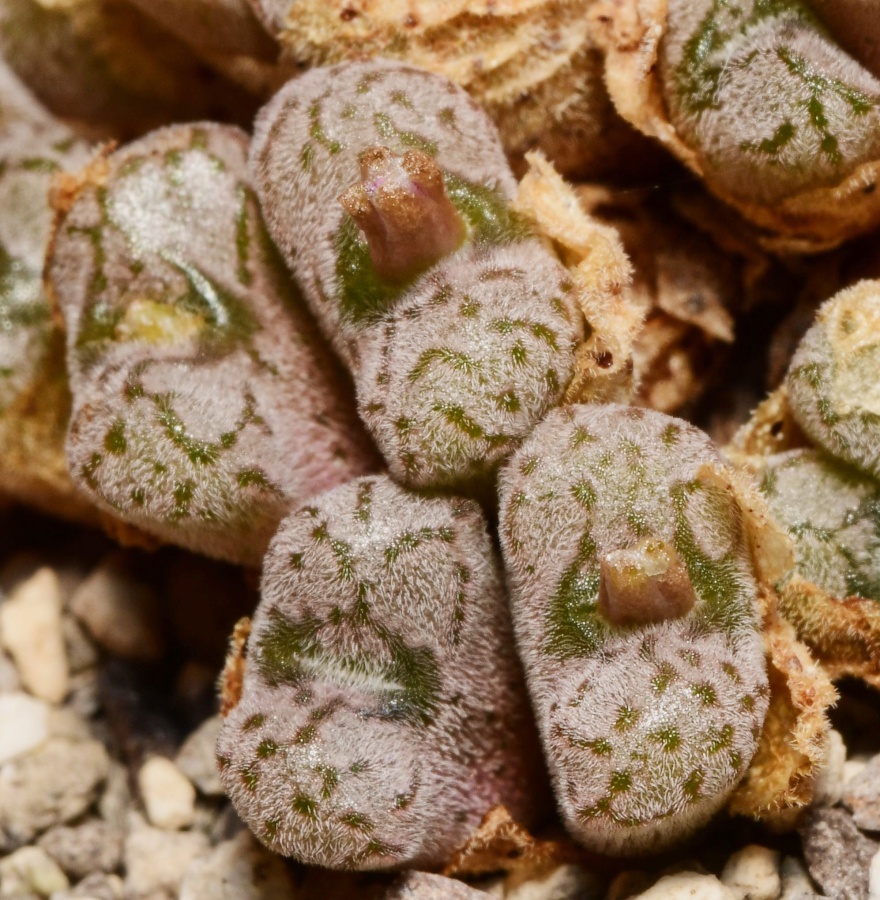 C183-1 conophytum minusculum n of eselbank hairy bluish gray heads with nice patterns 6