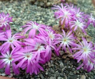 C185-4 conophytum minusculum ssp aestiflorens koelfontein 1