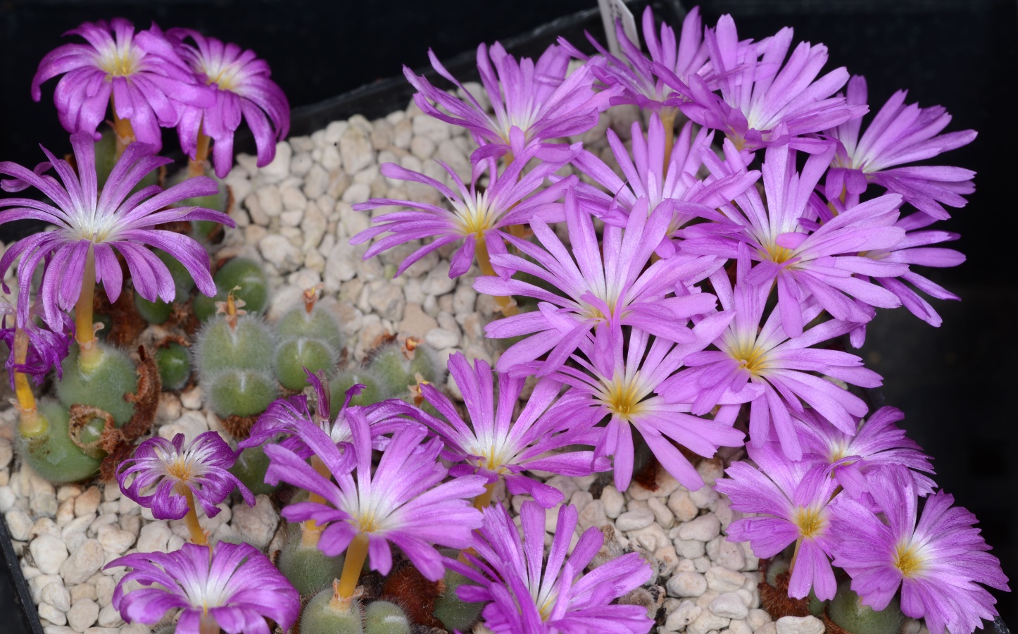 C200-3 conophytum mirabile tl msg 1
