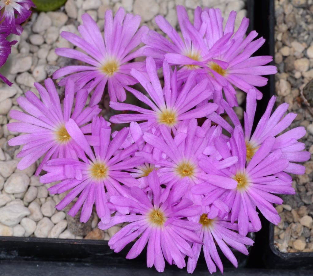 C200-3 conophytum mirabile tl msg 2