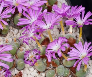 C200-3 conophytum mirabile tl msg 3