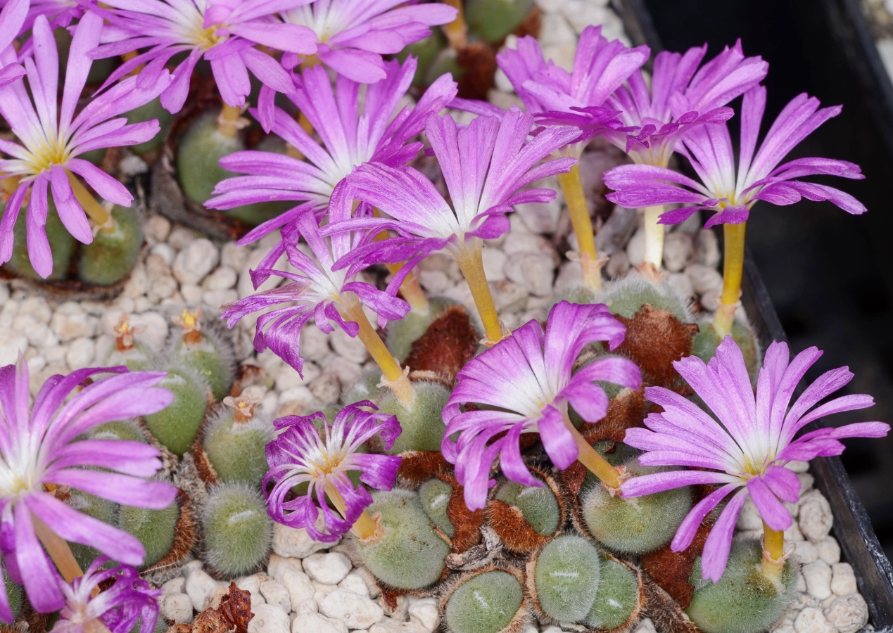 C200-3 conophytum mirabile tl msg 3