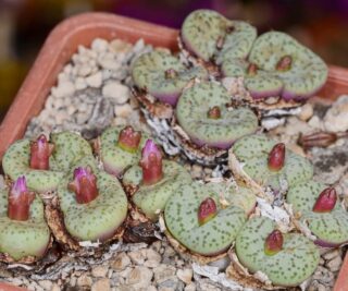 C201-3 conophytum obcordellum blinkwater 2
