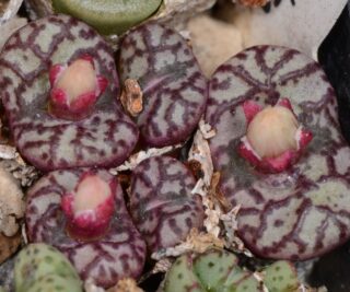 C203-1 conophytum obcordellum hexrivier 2