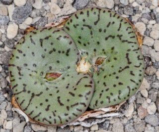 C204-2 conophytum obcordellum declinatum w of soutpan 1