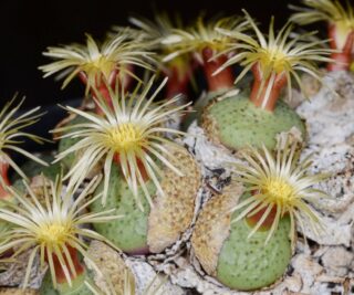 C206-6 conophytum obcordellum giftbergense sb623 liebendal mg1424 2 2