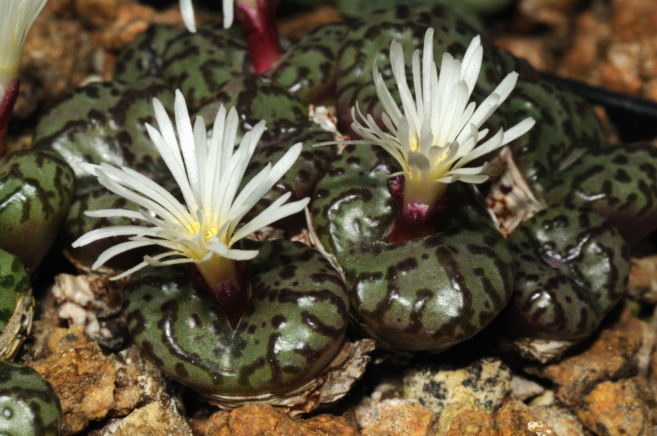 C209-2 conophytum obcordellum lambertense conspicuum kliphuewel one of the best 2