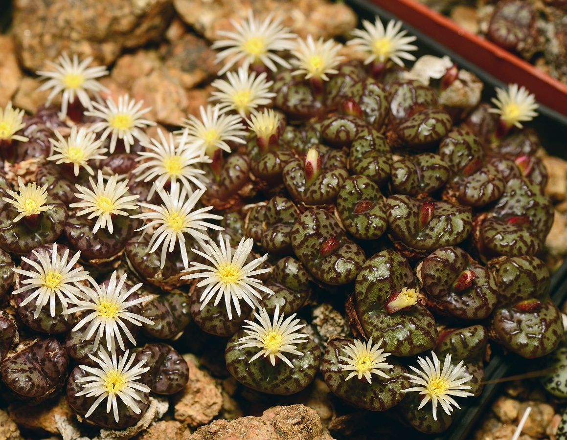 C209-2 conophytum obcordellum lambertense conspicuum kliphuewel one of the best 3