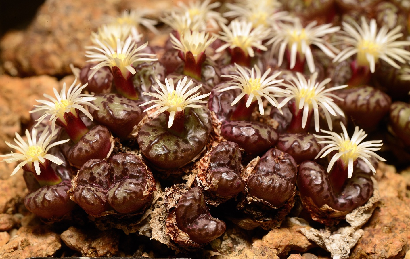 C209-2 conophytum obcordellum lambertense conspicuum kliphuewel one of the best 4