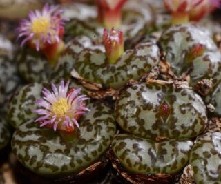 C212-5 conophytum obcordellum mundum pakhuys area one of the best 3