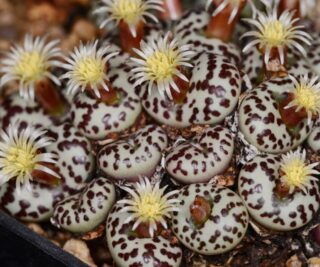 C212-6 conophytum obcordellum mundum kantoorshoek gifberg 2