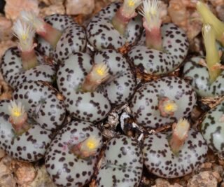C212-7 conophytum obcordellum mundum kleinplaas gifberg 3