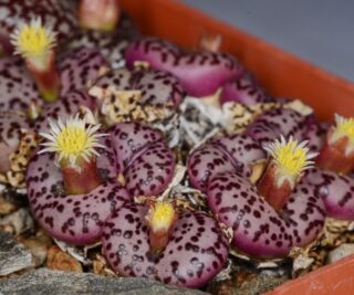 C213-4 conophytum obcordellum picturatum w of clanwilliam one of the best 1