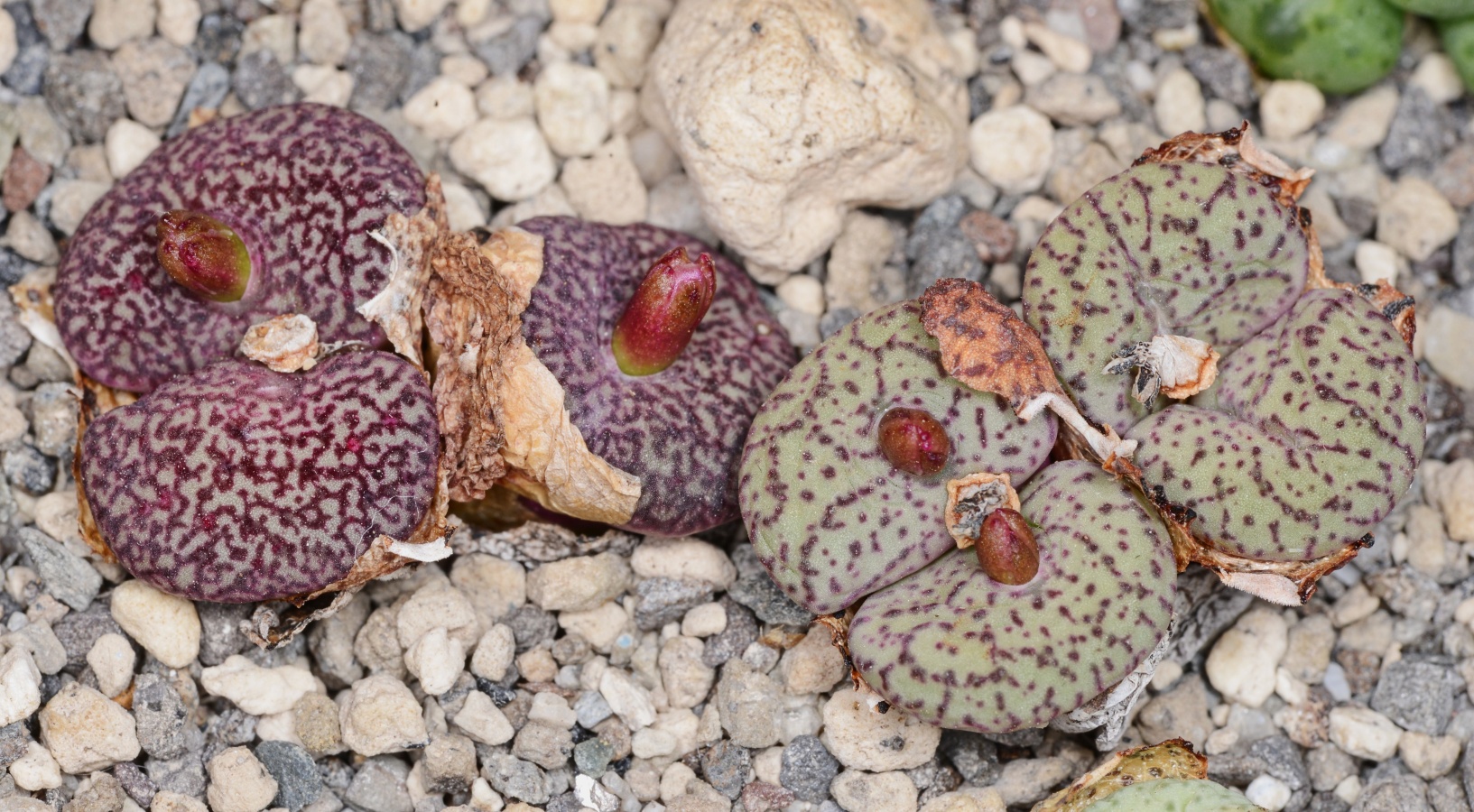 C220-2 conophytum obcordellum var ceresianum botterkloof pass 1
