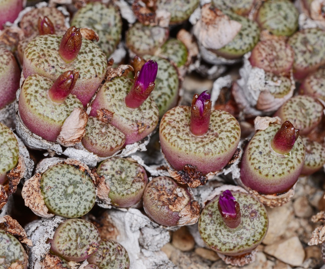 C223-11 conophytum obcordellum var ceresianum stayneri sh sn zoo ridge 1