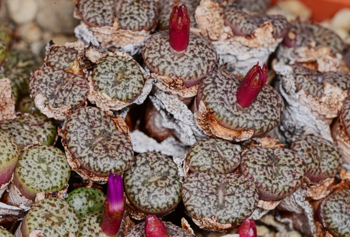 C223-11 conophytum obcordellum var ceresianum stayneri sh sn zoo ridge 3