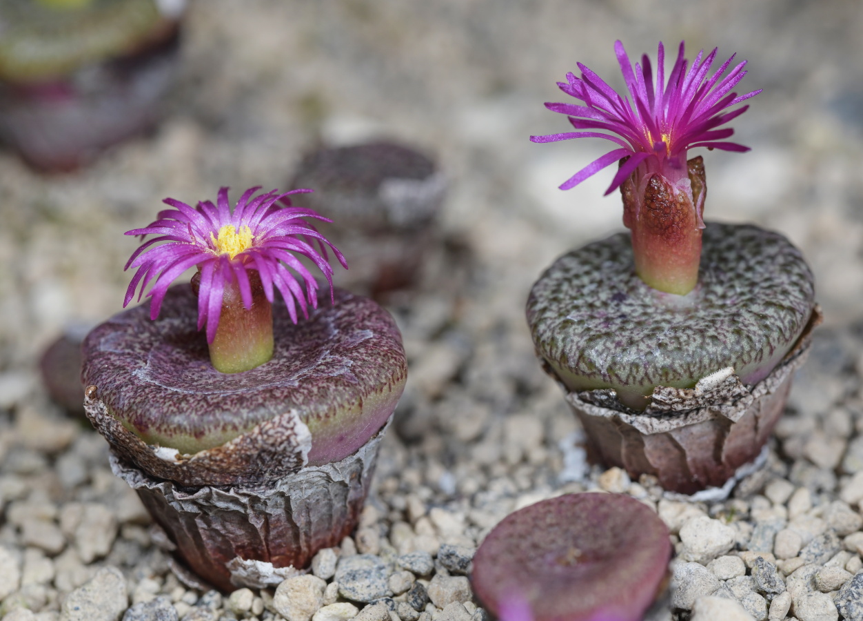 C223-2 conophytum obcordellum var ceresianum stayneri kagga kamma road 1