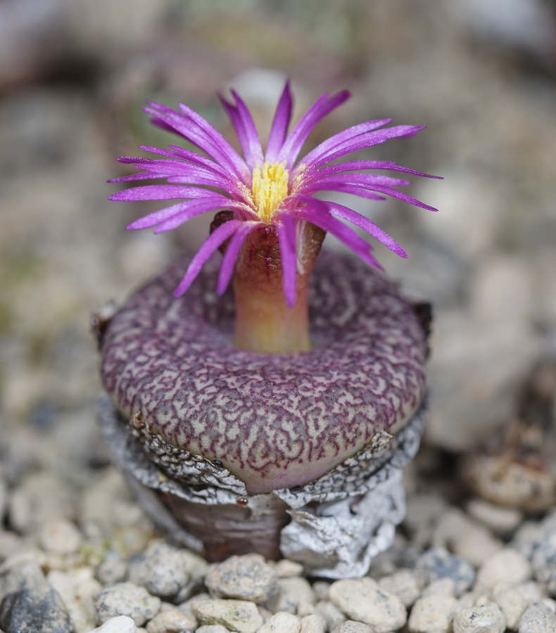 C223-2 conophytum obcordellum var ceresianum stayneri kagga kamma road 2