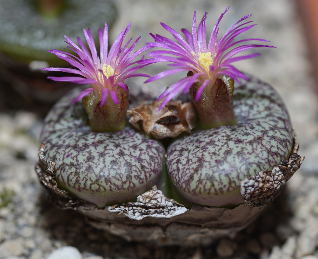 C223-2 conophytum obcordellum var ceresianum stayneri kagga kamma road 3