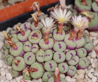 C240-2 conophytum pageae ssw of bitterfontein same 2