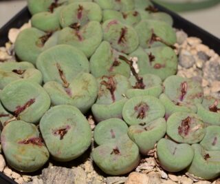 C240-7 conophytum pageae ne of rietpoort 2