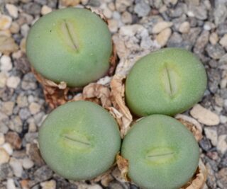 C248-22 conophytum pageae deudrift 1