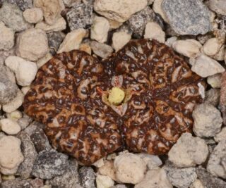 C250-14 conophytum pellucidum arkoep 1