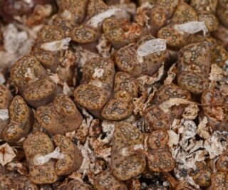 C250-17 conophytum pellucidum baileys pass mg1443 01 1