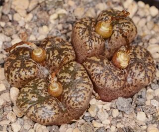 C250-19 conophytum pellucidum brakwater ne of arkoep 2
