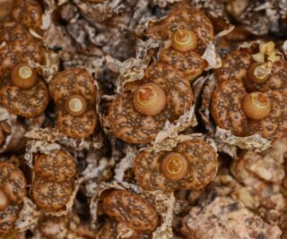 C250-23 conophytum pellucidum hoitsmyn e of concordia 2