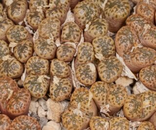 C250-25 conophytum pellucidum houmed iii 1