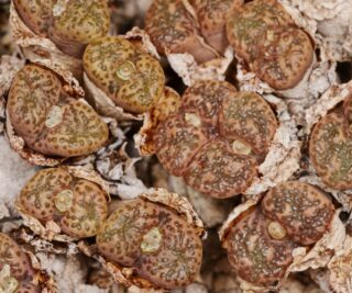 C250-32 conophytum pellucidum s of leeupoort ridge 1