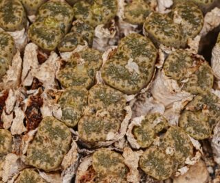 C250-34 conophytum pellucidum rr1201 24 km w of platbakkies 1