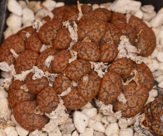 C250-39 conophytum pellucidum se of nourivier 2