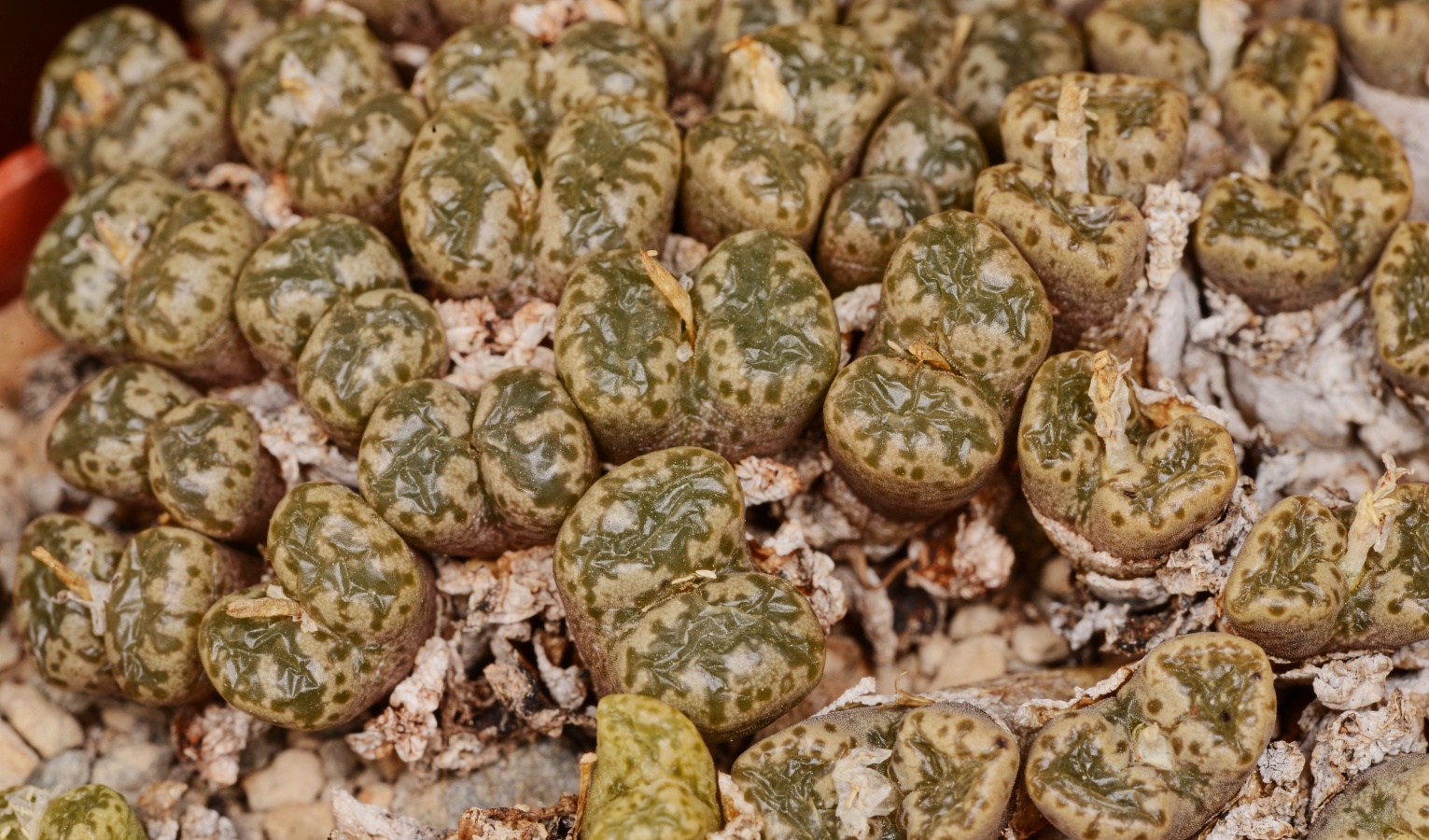 C250-3 conophytum pellucidum 15 m w of platbakkies rr mg1443 2 2