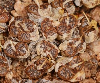 C250-44 conophytum pellucidum sh595 s of ratelkraal mg1443 257 1